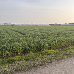 メンズエステ求人店舗：Aroma Belle｜博多・中洲・天神・福岡県のメンズエステ求人の店長写メ日記画像　八女！