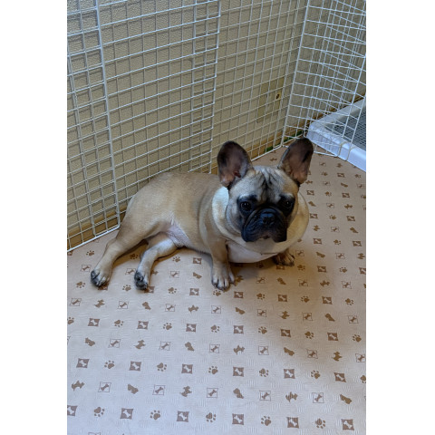 メンズエステ求人店舗：Aroma Belle｜博多・中洲・天神・福岡県のメンズエステ求人の店長写メ日記　10月も。画像1