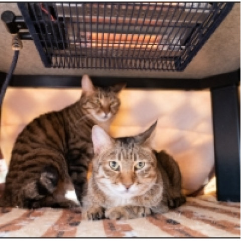 メンズエステ求人店舗:Kiravibia|岐阜・各務原・山県・岐阜県のメンズエステ求人の店長写メ日記 ねことこたつねことこたつ画像1