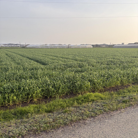 メンズエステ求人店舗:Aroma Belle|博多・中洲・天神・福岡県のメンズエステ求人の店長写メ日記 八女!画像1