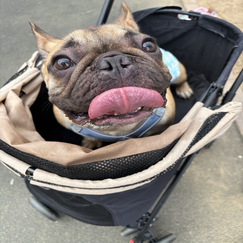 メンズエステ求人店舗：Aroma Belle｜博多・中洲・天神・福岡県のメンズエステ求人の店長写メ日記　お出かけ！画像1