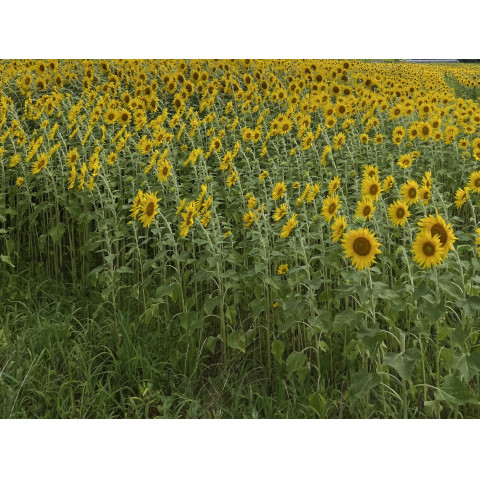 メンズエステ求人店舗：Carina｜新栄町・東新町・愛知県のメンズエステ求人の店長写メ日記　お給料の受け取りについて( ˙꒳˙ )画像1